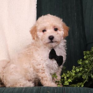 Maltipoo Puppy Araz