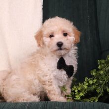 Maltipoo Puppy Araz