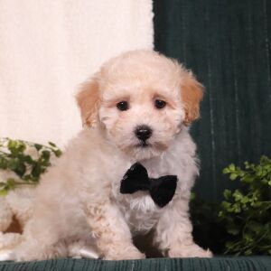 Maltipoo Puppy Araz