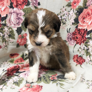 Bernedoodle Puppy Maxwell