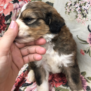 Bernedoodle Puppy Maxwell