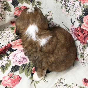 Bernedoodle Puppy Maxwell