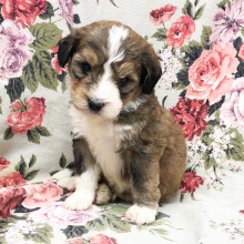 Bernedoodle Puppy Maxwell