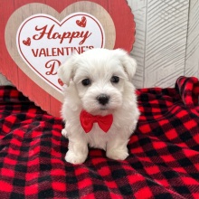 Maltese Puppy Henderson