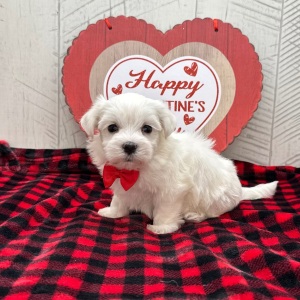 Maltese Puppy Henderson