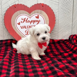 Maltese Puppy Henderson