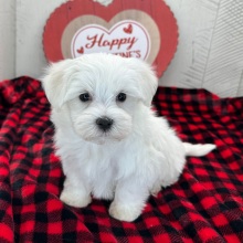 Maltese Puppy Henderson