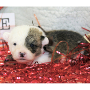 Pembroke Welsh Corgi Puppy Asher