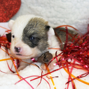 Pembroke Welsh Corgi Puppy Asher