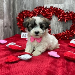 Havanese Puppy Chief