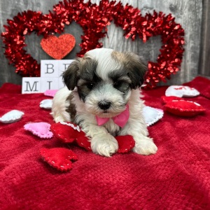 Havanese Puppy Chief
