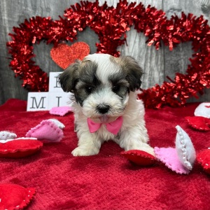 Havanese Puppy Chief