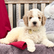 Goldendoodle Puppy Remi