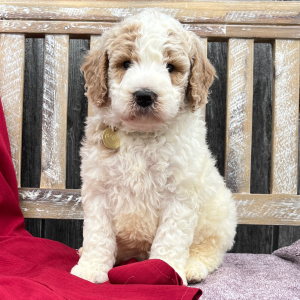 Goldendoodle Puppy Remi