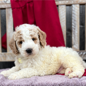 Goldendoodle Puppy Remi
