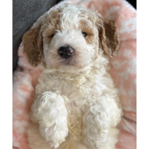 Goldendoodle Puppy Remi