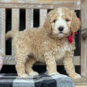 Goldendoodle Puppy Belle