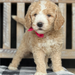 Goldendoodle Puppy Belle