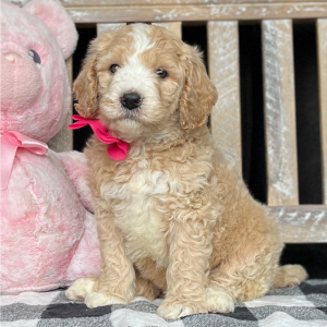 Goldendoodle Puppy Belle