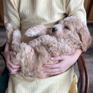 Goldendoodle Puppy Belle