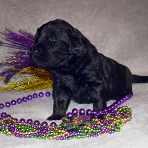 Goldendoodle Puppy Ruby