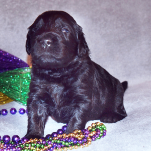 Goldendoodle Puppy Ruby