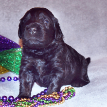 Goldendoodle Puppy Ruby
