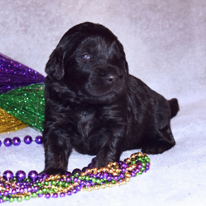Goldendoodle Puppy Ruby