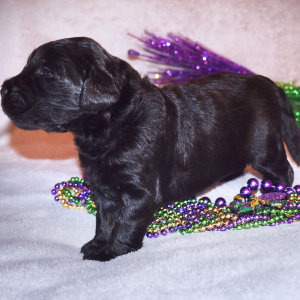 Goldendoodle Puppy Ruby