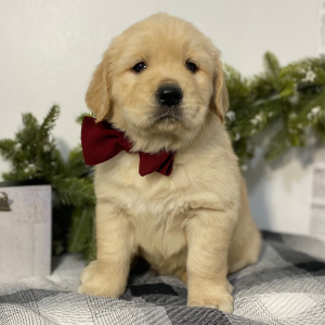 Golden Retriever Puppy Norm