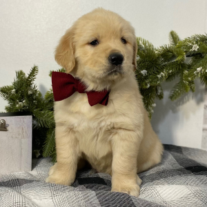 Golden Retriever Puppy Norm