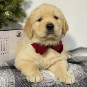 Golden Retriever Puppy Norm