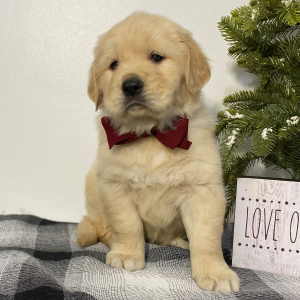 Golden Retriever Puppy Norm