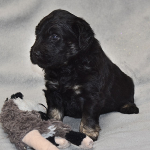 Goldendoodle Puppy Vader