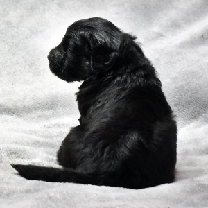 Goldendoodle Puppy Vader