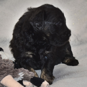 Goldendoodle Puppy Vader