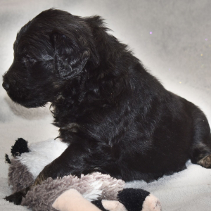 Goldendoodle Puppy Vader