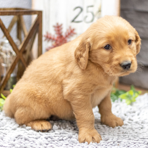 Golden Retriever Puppy Ms. Feona
