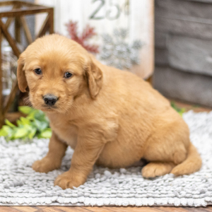 Golden Retriever Puppy Ms. Feona