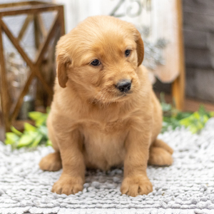 Golden Retriever Puppy Ms. Feona