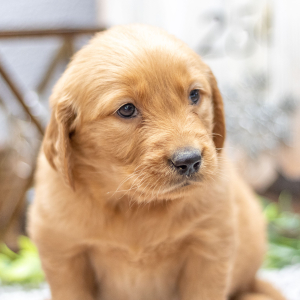 Golden Retriever Puppy Ms. Feona