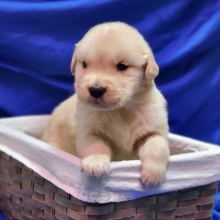 Golden Retriever Puppy Urban
