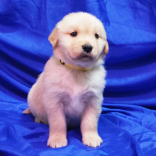 Golden Retriever Puppy Urban