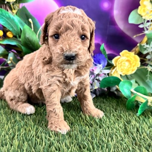 Goldendoodle Puppy Candi