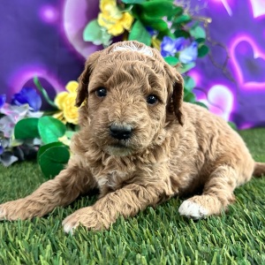 Goldendoodle Puppy Candi