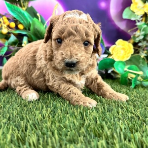 Goldendoodle Puppy Candi
