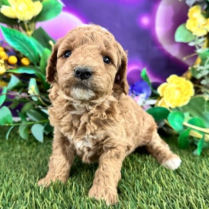 Goldendoodle Puppy Candi