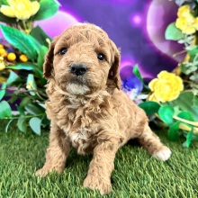 Goldendoodle Puppy Candi