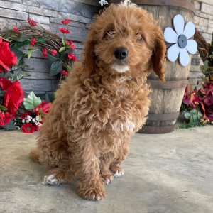 Goldendoodle Puppy Candi