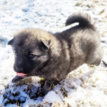 Keesh-Inu Puppy Spunky